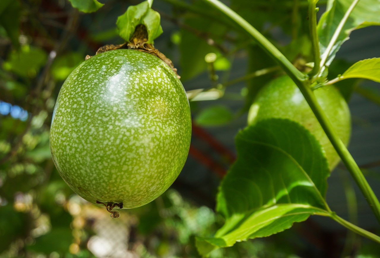 passion fruit, fruit, plant-5710222.jpg